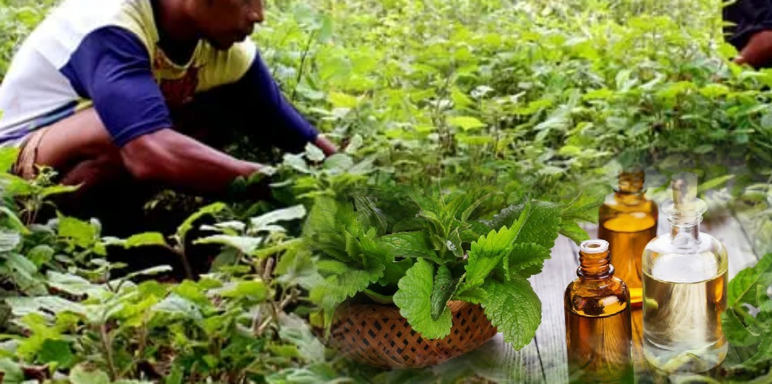 blendmephoto1718158916265